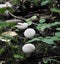 Little known edible mushrooms Lycoperdon perlatum