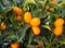 Little kumquat fruit on the tree in the Orchard