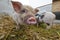 little kune kune pigs eating fresh grass