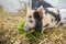 Little kune kune pigs eating fresh grass