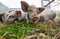 Little kune kune pigs eating fresh grass
