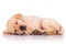 Little labrador retriever puppy dog showing its paws while sleep