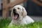 little labrador retriever puppy lies on the grass and yawns