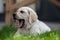 little labrador retriever puppy lies on the grass and yawns. eyes almost closed. long pink tongu