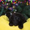 The little labrador retriever puppy sleeps sweetly