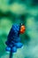 Little lady bug or lady bird insect on flower of blue colored muscari on bokeh blurred backdrop.