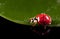 Little ladybird with water droplets