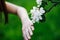 A little ladybug crawls on the hand of a child in a flowering spring garden on a green background. Close-up. Soft focus