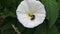 Little Ladybug Fallen on a Beautiful White Flower.