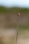 Little ladybug on a grass stalk