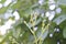 A little ladybug and its larvae on the branches