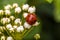 Little ladybug sits on a flower