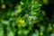 Little ladybug sitting on a green leaf in the garden