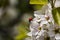 Little ladybug walks on white flowers in the park in summer