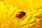 Little ladybug on yellow dandelion flower macro