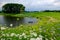 Little lake in the meadow with purple and yellow flowers