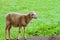 Little lamb on a background of green grassy meadow