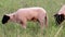 Little lamb with black head and attentive mother sheep caring for the grazing sheep in organic pasture farming with relaxed sheep