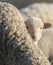 Little lamb curious and scared hiding behind her mother