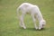 Little lamb eating grass