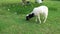 Little Lamb at Grass