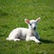 Little lamb resting on grass