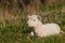 Little lamb resting on grass