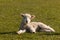 Little lamb resting on grass