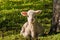 Little lamb resting on grass under tree