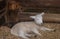 Little lamb resting in his corral