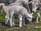 Little lamb standing between other lambs and sheep, on a meadow with piece of navel cord.