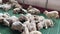 Little lamb walks among sheared sleeping sheep