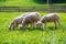 Little lambs grazing on a beautiful green meadow with dandelion.