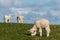 Little lambs grazing on fresh meadow