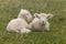 Little lambs resting on grass