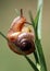Little land snail on grass close-up. Swamp or river mullusc.