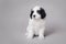 Little Landseer puppy portrait