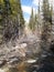 Little laramie river On snowy range road Medicine Bow National Forest Wyoming