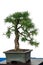 Little larch (Larix decidua) as bonsai tree