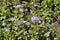 Little lavender-colored flowers of Ageratum houstonianum in July