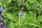 Little lavender flower bud on the bright green leaves in lavender field