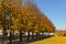 Little-leaf linden alley in Franklin D. Roosevelt Four Freedoms Park. New York City