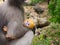 Little leaf monkey drinking milk from mother breast