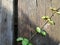 Little leaves of green vine on old wooden wall