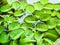 Little leaves of water fern floating on water