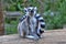 A little lemur with a long striped tail
