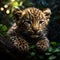 a little leopard in the jungle