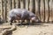 The little Liberian Hippopotamus stands by a wooden fence