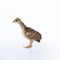 A little, light brown young Indian peafowl was photographed up close in a studio against a stark white background