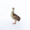 A little, light brown young Indian peafowl was photographed up close in a studio against a stark white background